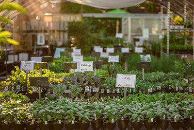Edible Garden Planning