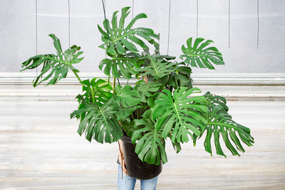 Houseplant Winter Care Tips