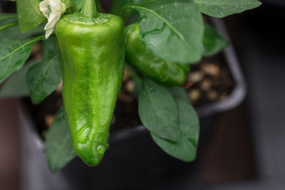 Summer Salsa Fresca