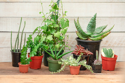 Demand for Rare and Unusual Houseplants