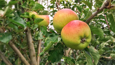 Backyard Orchard: Winter Care Tips