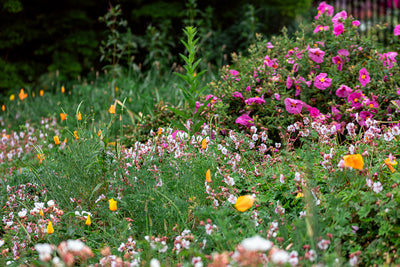 5 Tips for Encouraging Natural Pollinators