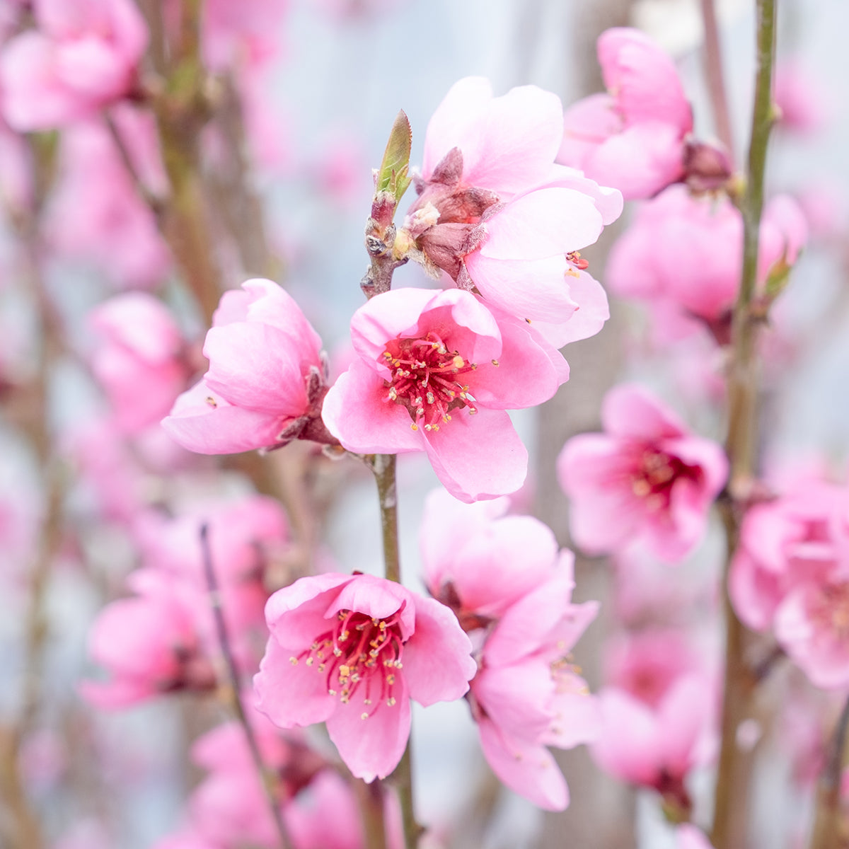 Flowering Trees