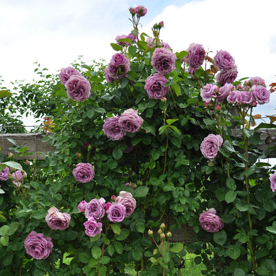 Arborose Quicksilver Climber Rose