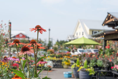 Firewise Plants