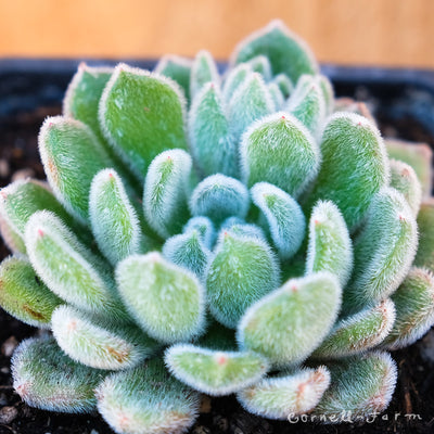 Houseplants - Succulents