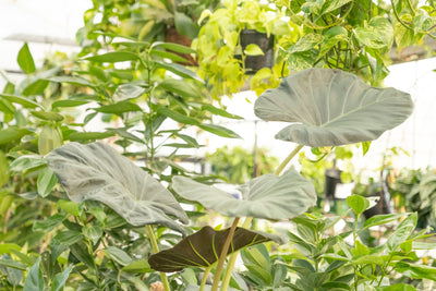Rare & Unusual Houseplants