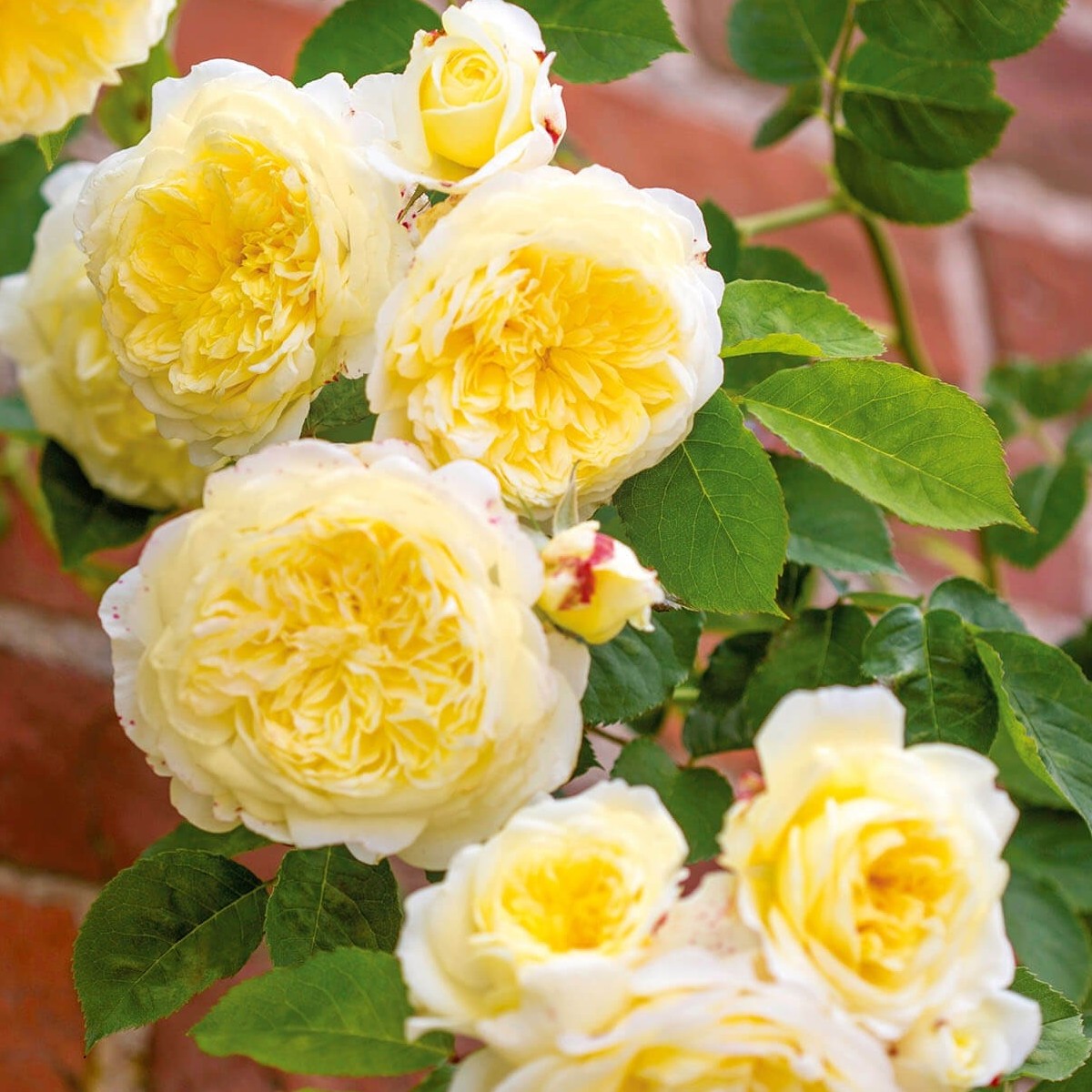 David Austin Roses Reps David Austin Roses – Cornell Farm