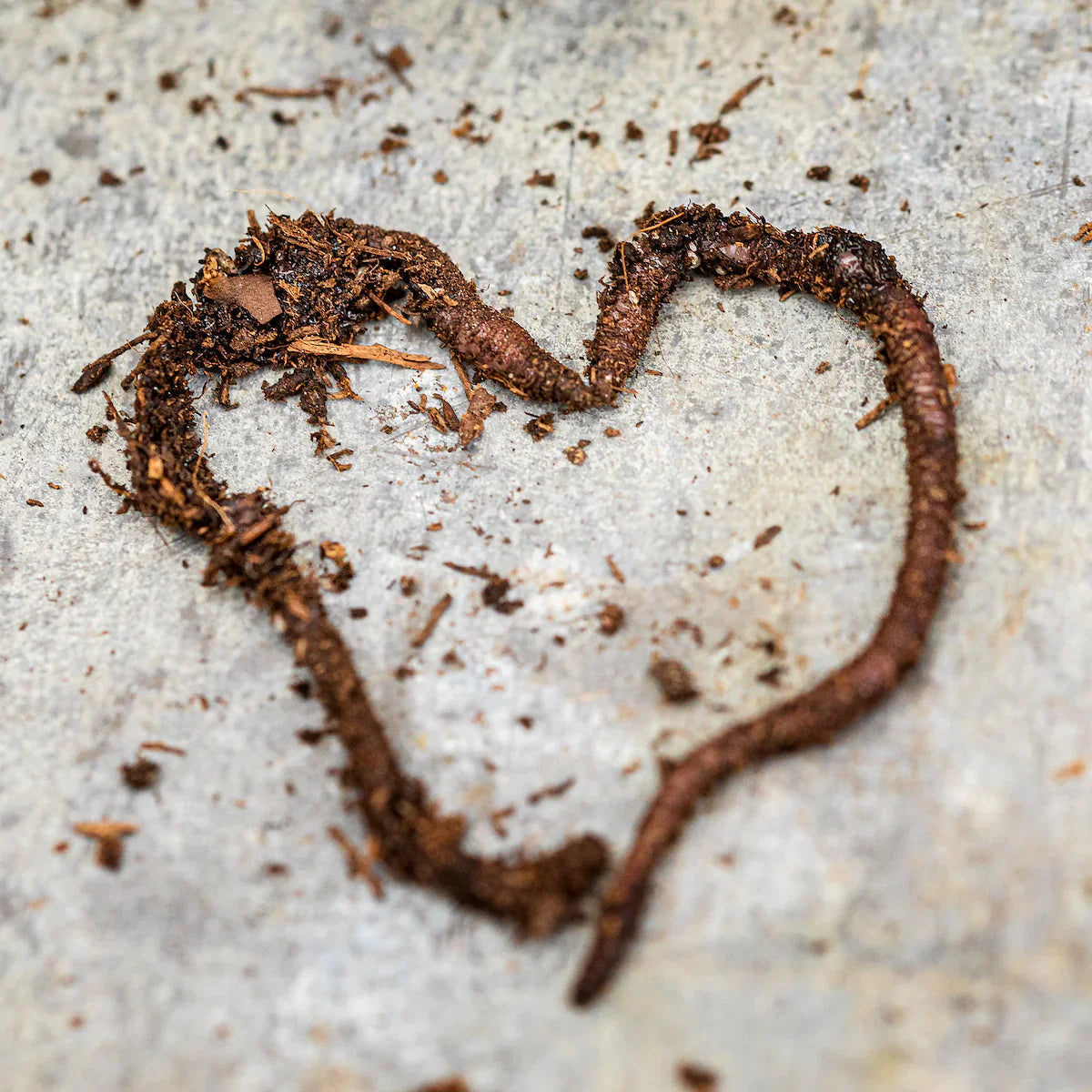 Beneficial Insects