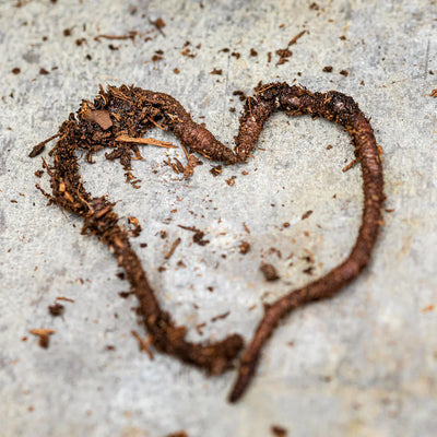 Beneficial Insects