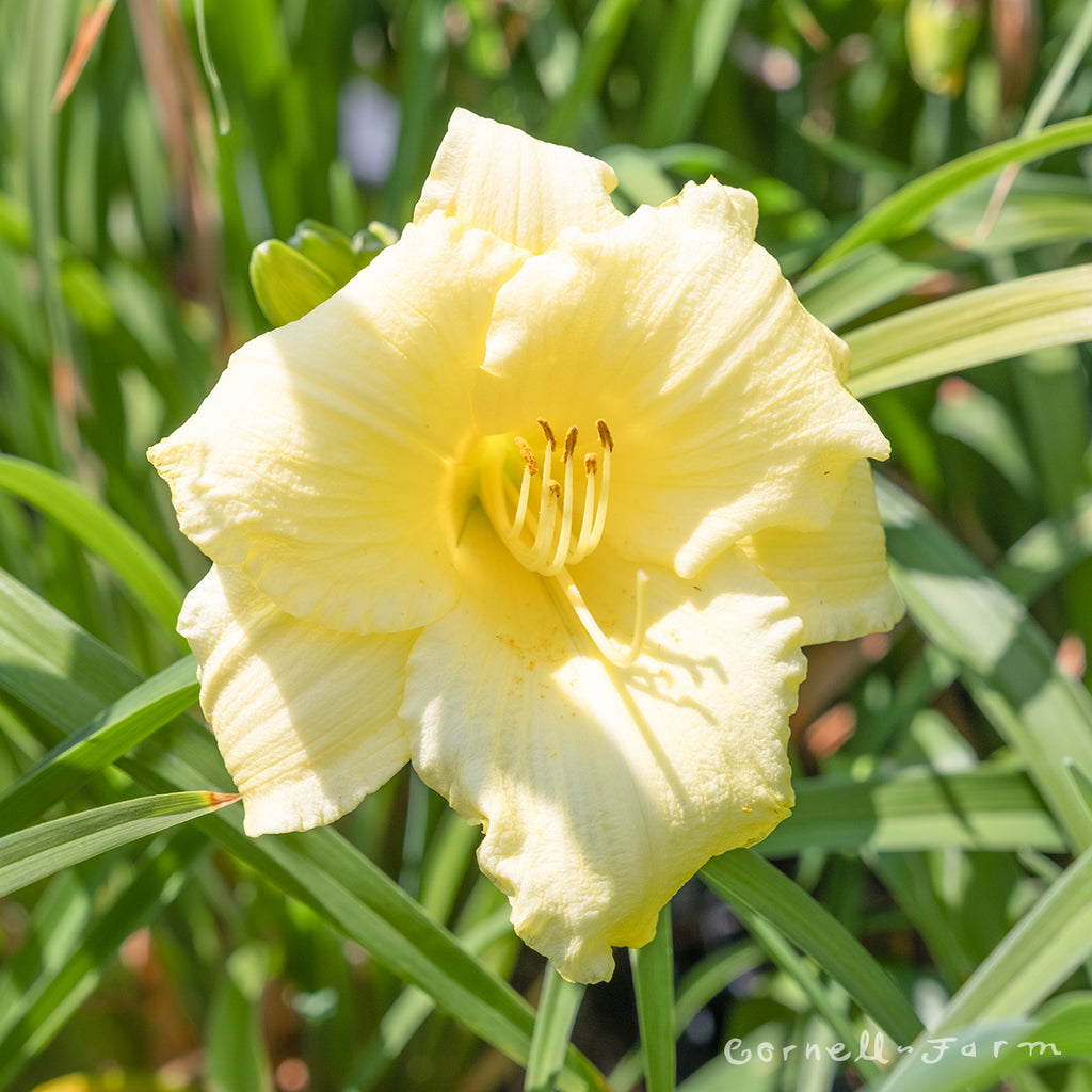 Hemerocallis Fragrant Returns 1gal. Daylily CF – Cornell Farm