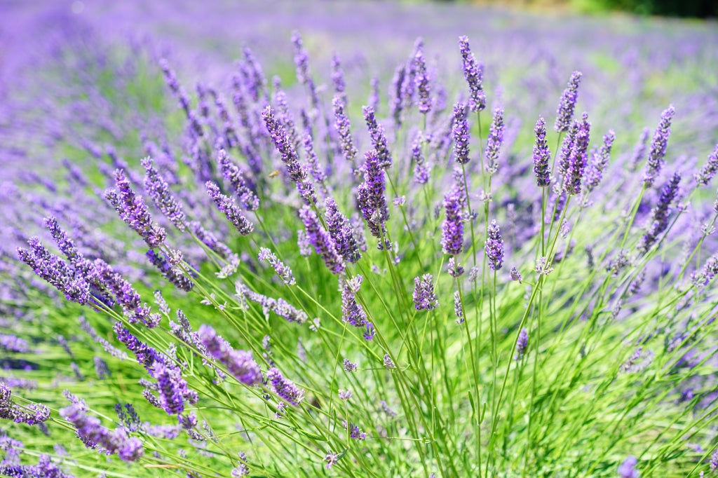 Lavandula int Provence 2gal Lavender