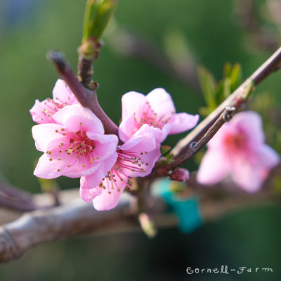 Peach Frost Espalier 3tier 1-1.25in