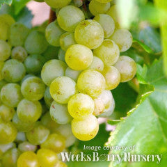 Grape Interlaken Seedless 5gal