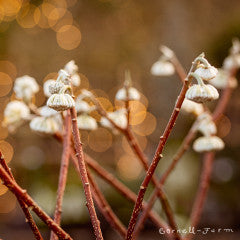 Edgeworthia papyrifera 5gal 2-3ft Paperbush