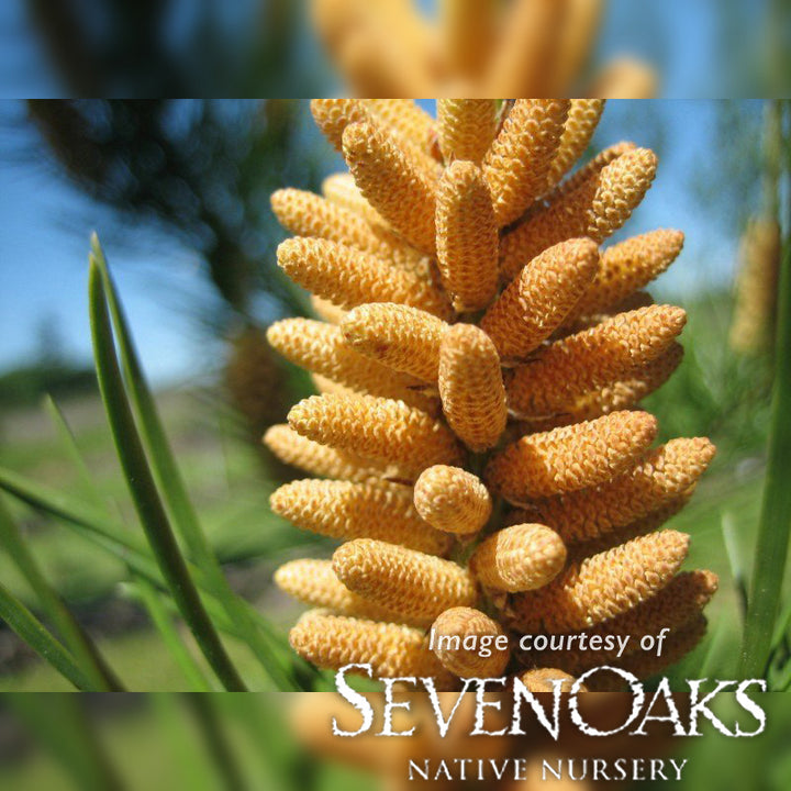 Pinus c. var. contorta 3gal Shore PIne – Cornell Farm