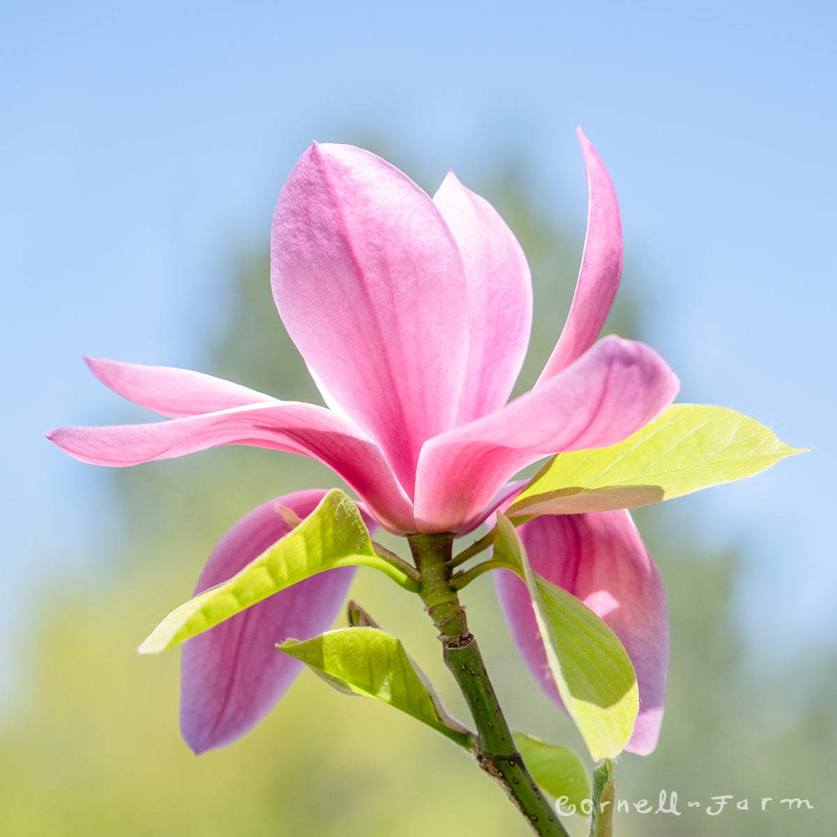 Magnolia Blazing Beauty 5gal