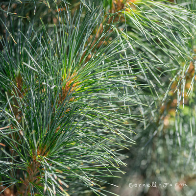 Pinus strobus Stowe Pillar 6gal 30-36" Eastern White Pine