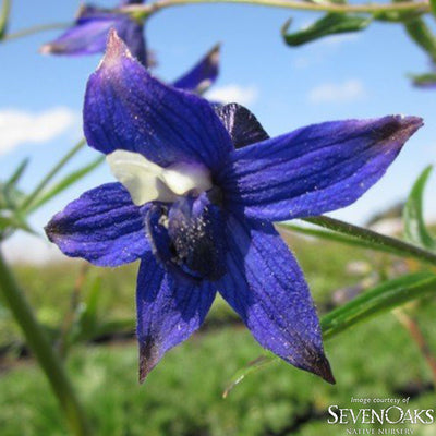 Delphinium trolliifolium 4in