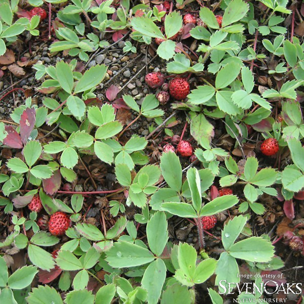Fragaria virginiana 4in Wild Strawberry – Cornell Farm