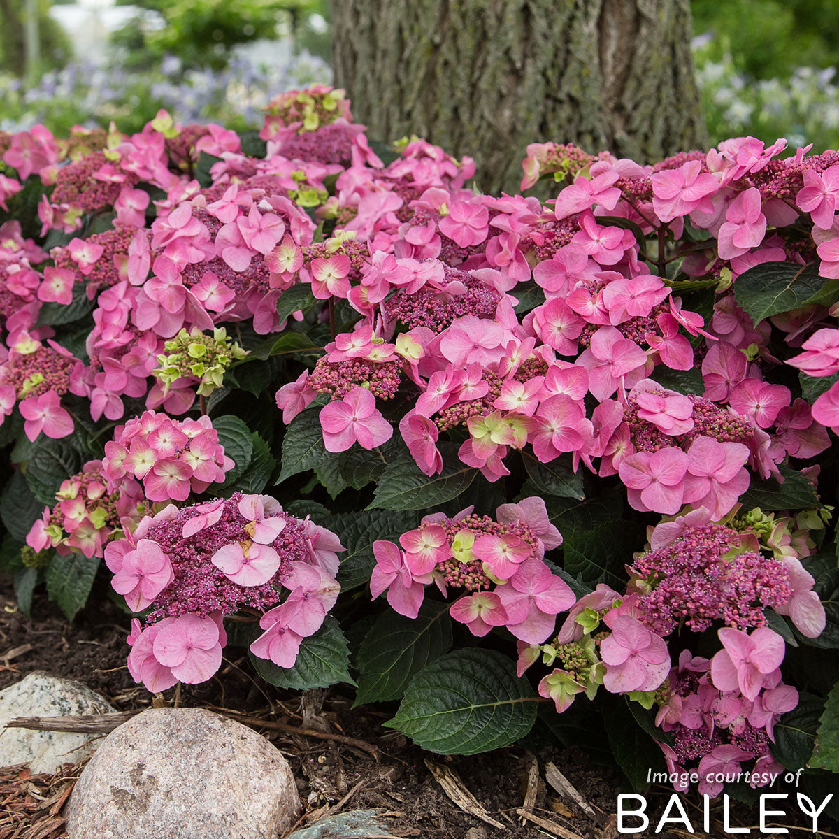 上品コーデはコレで安心！ 2 Page – Hydrangeas - Shrubs – Farm Cornell アクセサリー