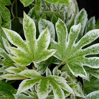 japanese spider web plant Fatsia j. Spider's Web 5gal – Cornell Farm