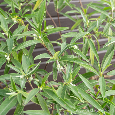 Edgeworthia papyrifera 5gal 2-3ft Paperbush