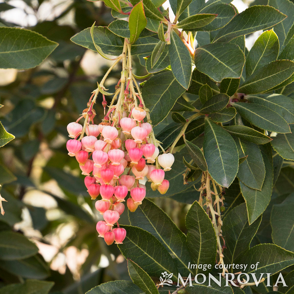 Arbutus x Marina 7gal Tree Form Strawberry Tree