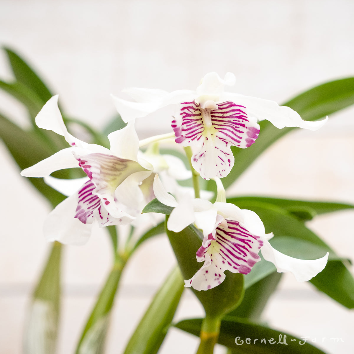 Orchid Latouria Dendrobium 4in