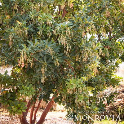 Arbutus x Marina 7gal Tree Form Strawberry Tree