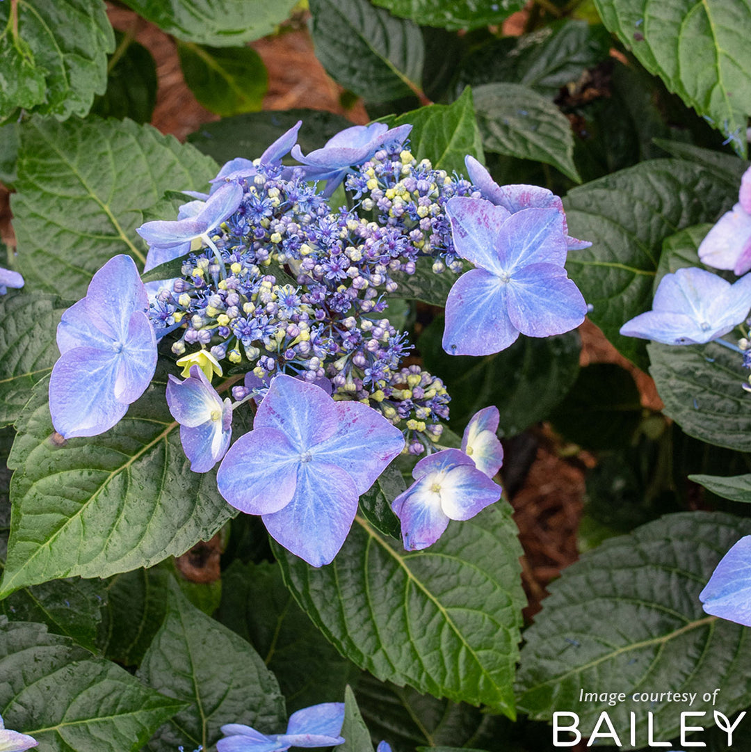 Hydrangea m. Endless Summer Pop Star 2gal – Cornell Farm