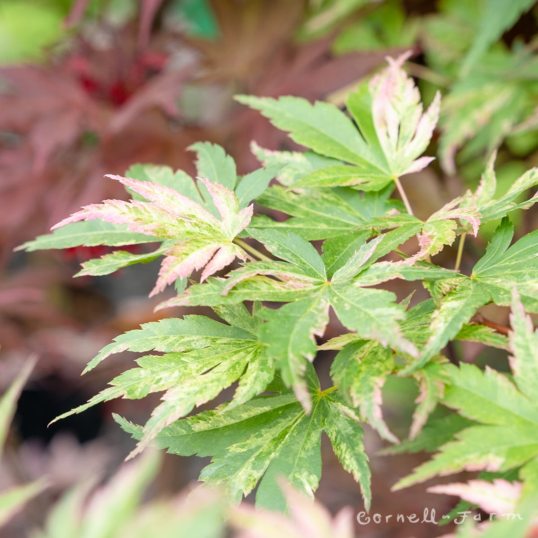 Acer p. Radiant 24in box Japanese Maple – Cornell Farm
