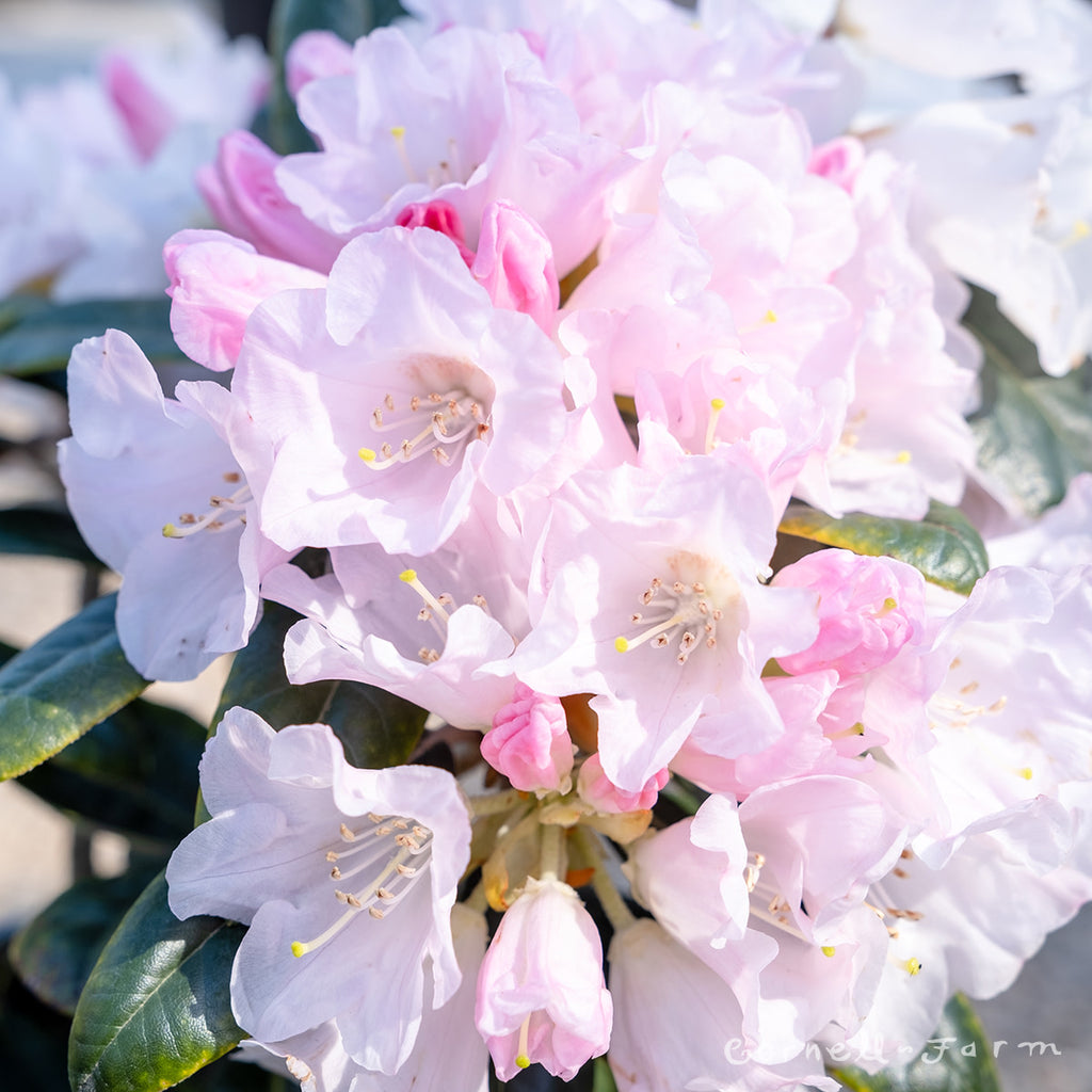rhododendron teddy bear Rhododendron Teddy Bear 6gal