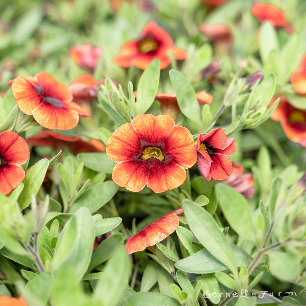 Calibrachoa Neo Lava Red Eye 4.25in MF-CF