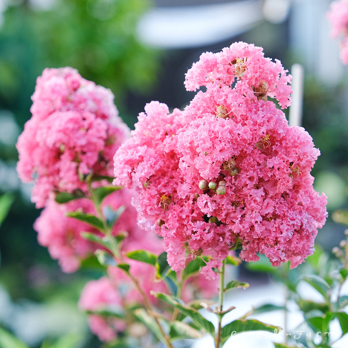 Lagerstroemia Tuscarora 15gal Crape Myrtle Tree Form Pink