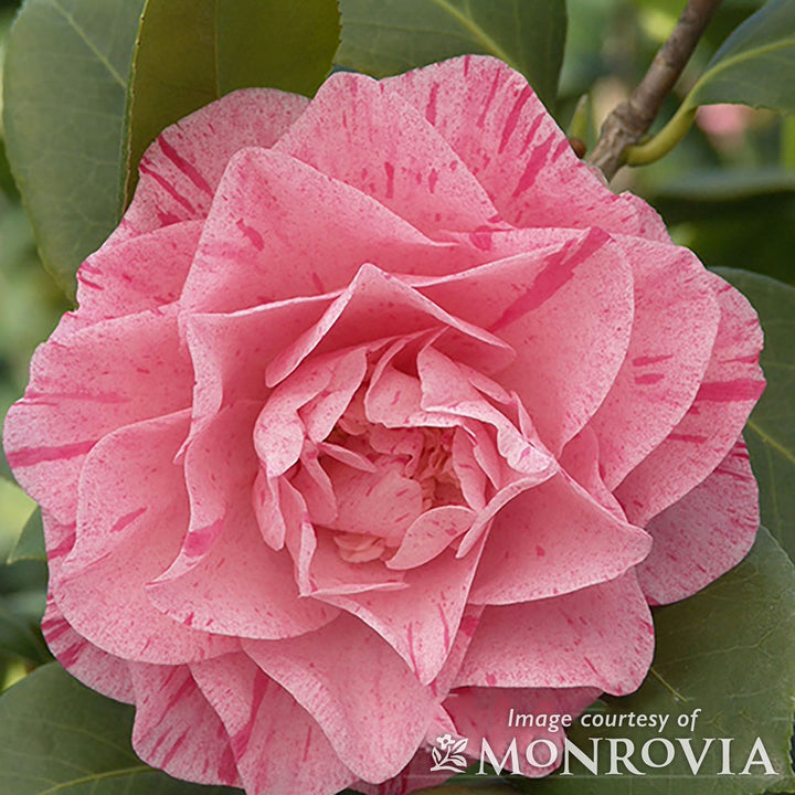 ★送料・関税込★15wol★CAMELLIA FLOWER KEYRIN.G★人気★ bdd0fa72-9d94-426c-8f48-
