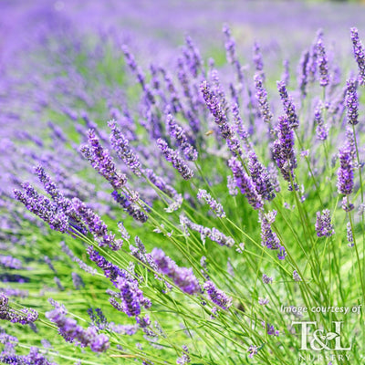 Lavandula int Provence Lavender 4in