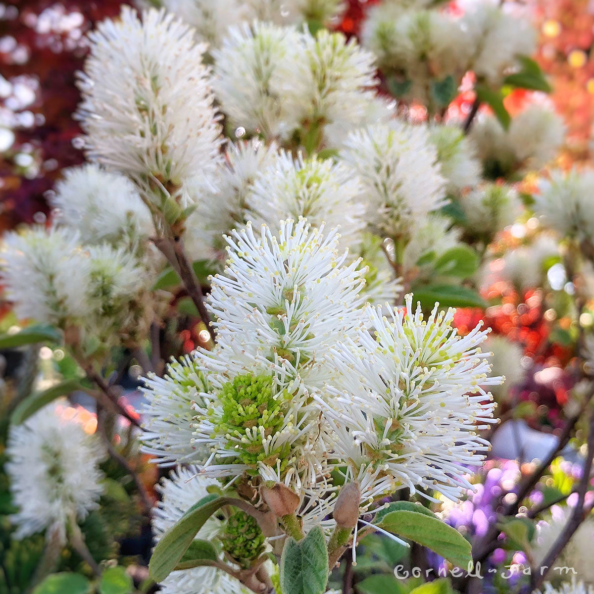 Fothergilla major Mt Airy 3gal