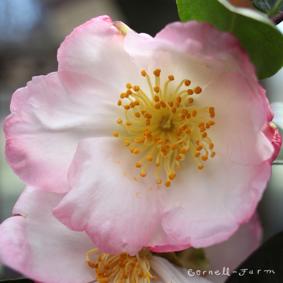 Camellia s. Apple Blossom 15gal