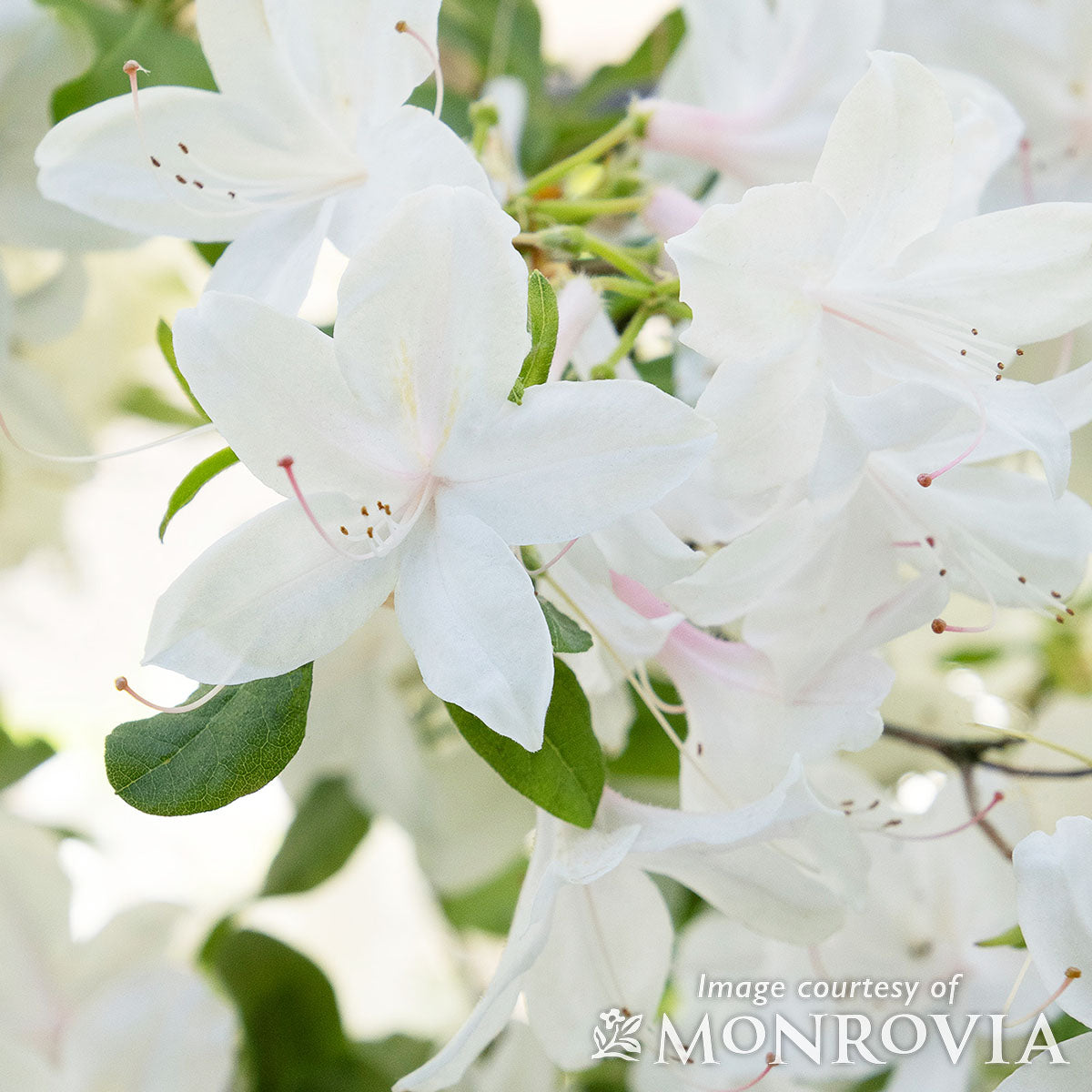 Azalea Exbury Irene Koster 2gal Deciduous Azalea