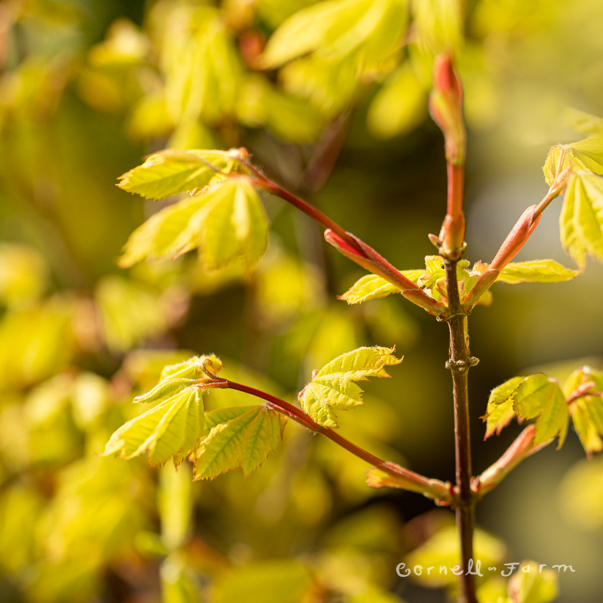 Acer circinatum Sunny Sister 1g Vine Maple