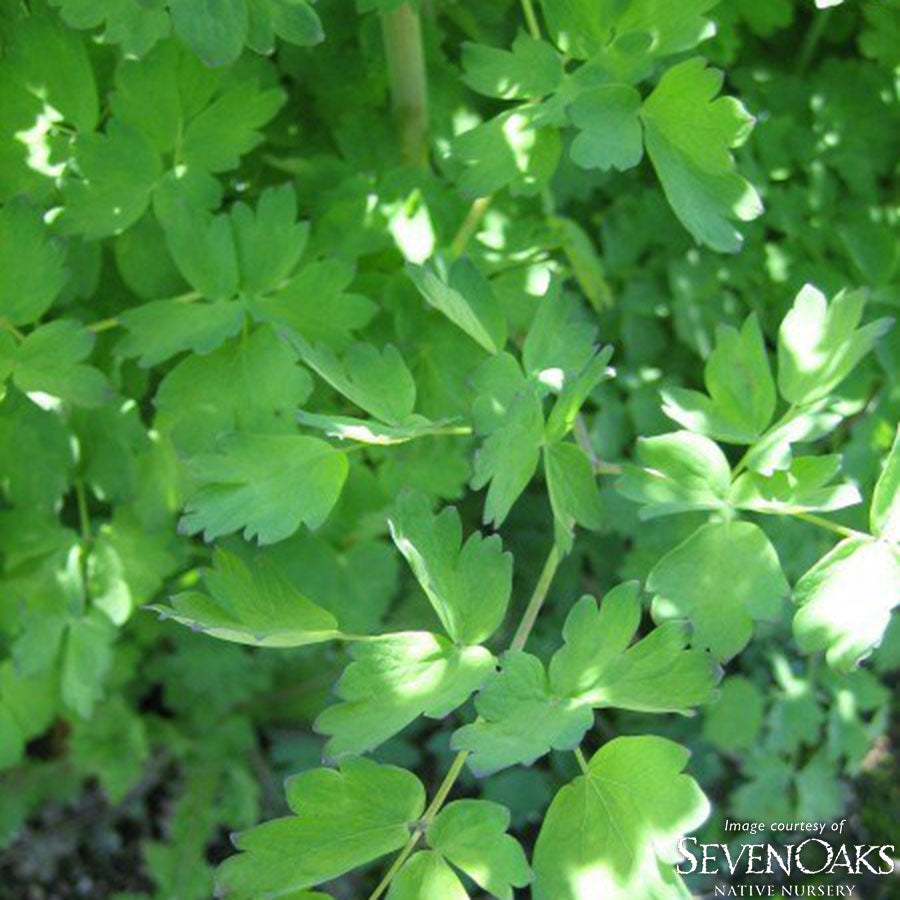 Thalictrum occidentale 1gal Western Meadow Rue