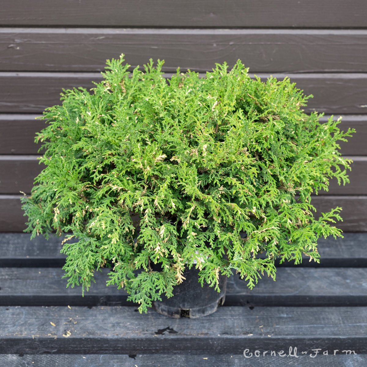 Chamaecyparis p. Silverlode 1gal – Cornell Farm