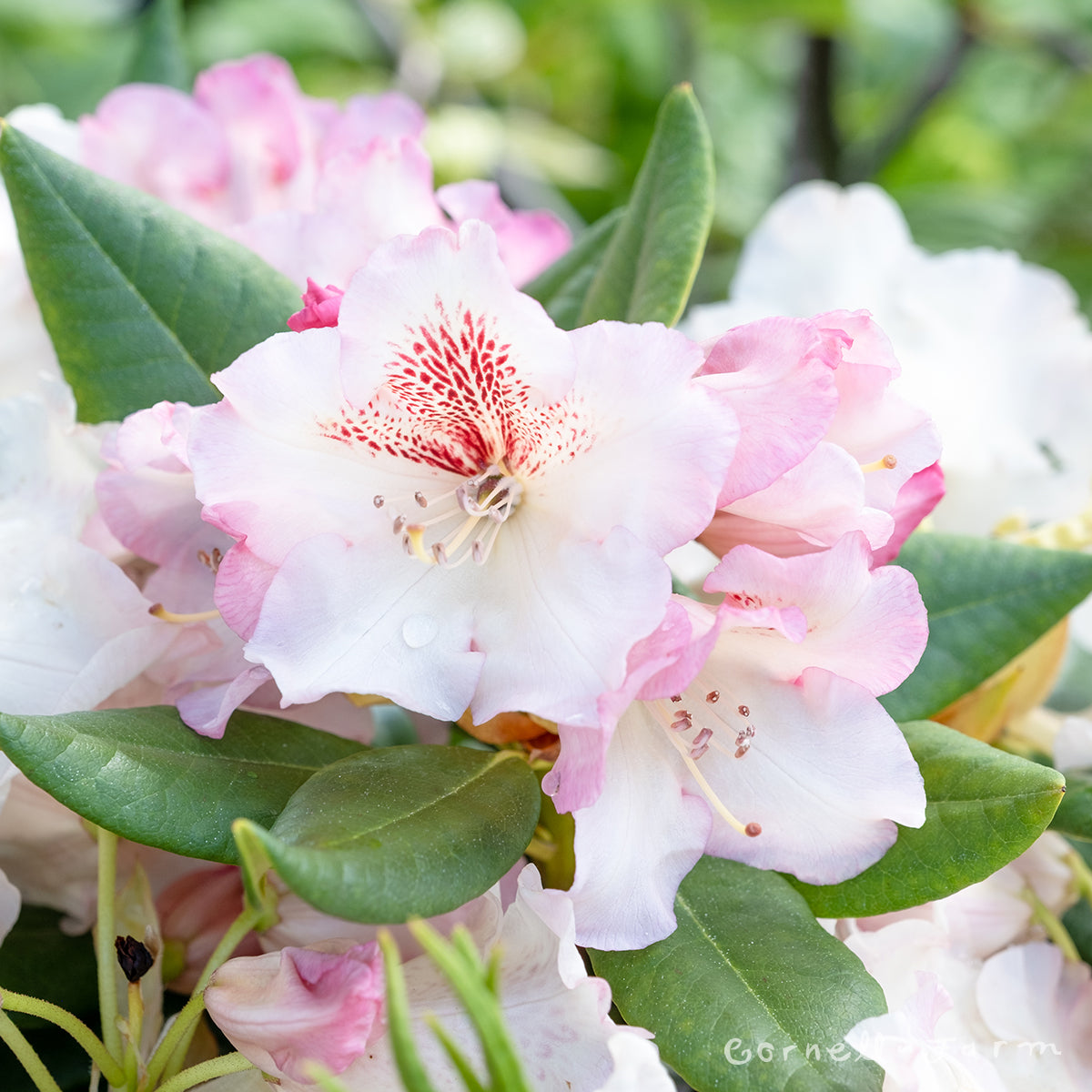 Voodoo Rhododendron Rhododendron Mrs. Betty Robertson 2gal – Cornell Farm