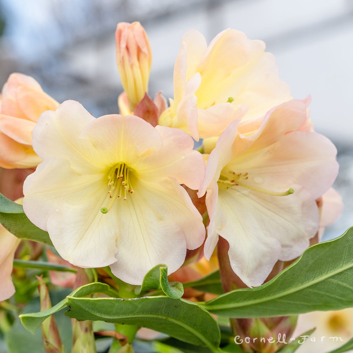 Rhododendron H L Larson 2gal