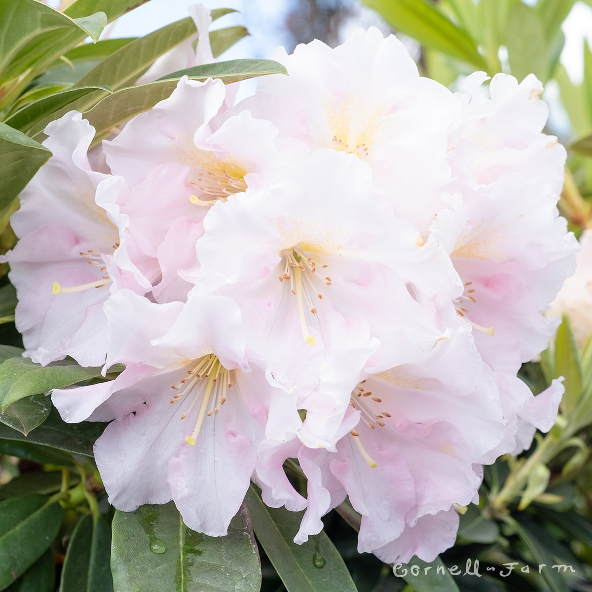 Rhododendron Scented Sunrise 1gal