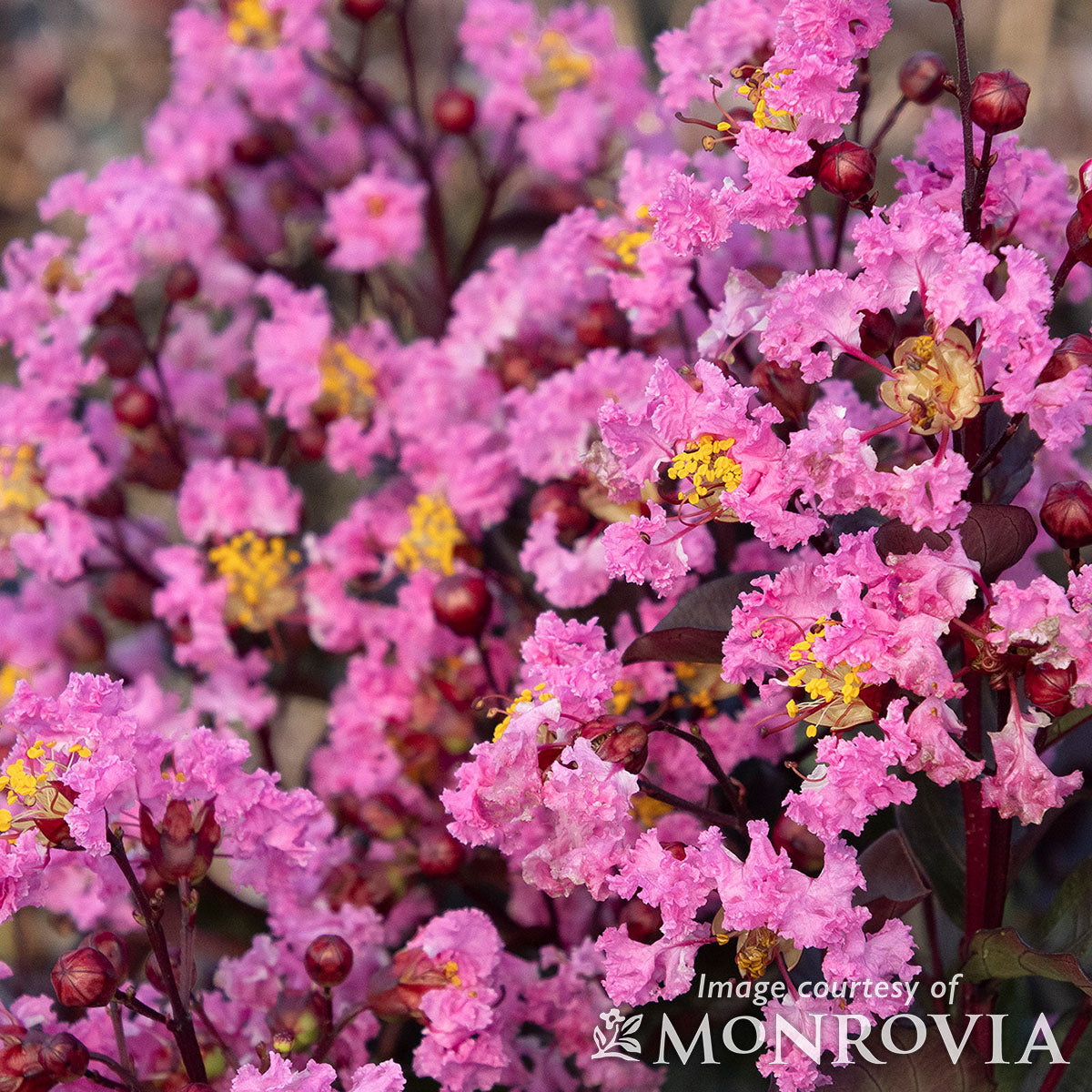 Lagerstroemia j. Double Dynamite 5gal Crape Myrtle