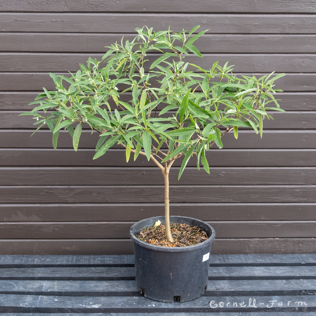 Edgeworthia papyrifera 5gal 2-3ft Paperbush