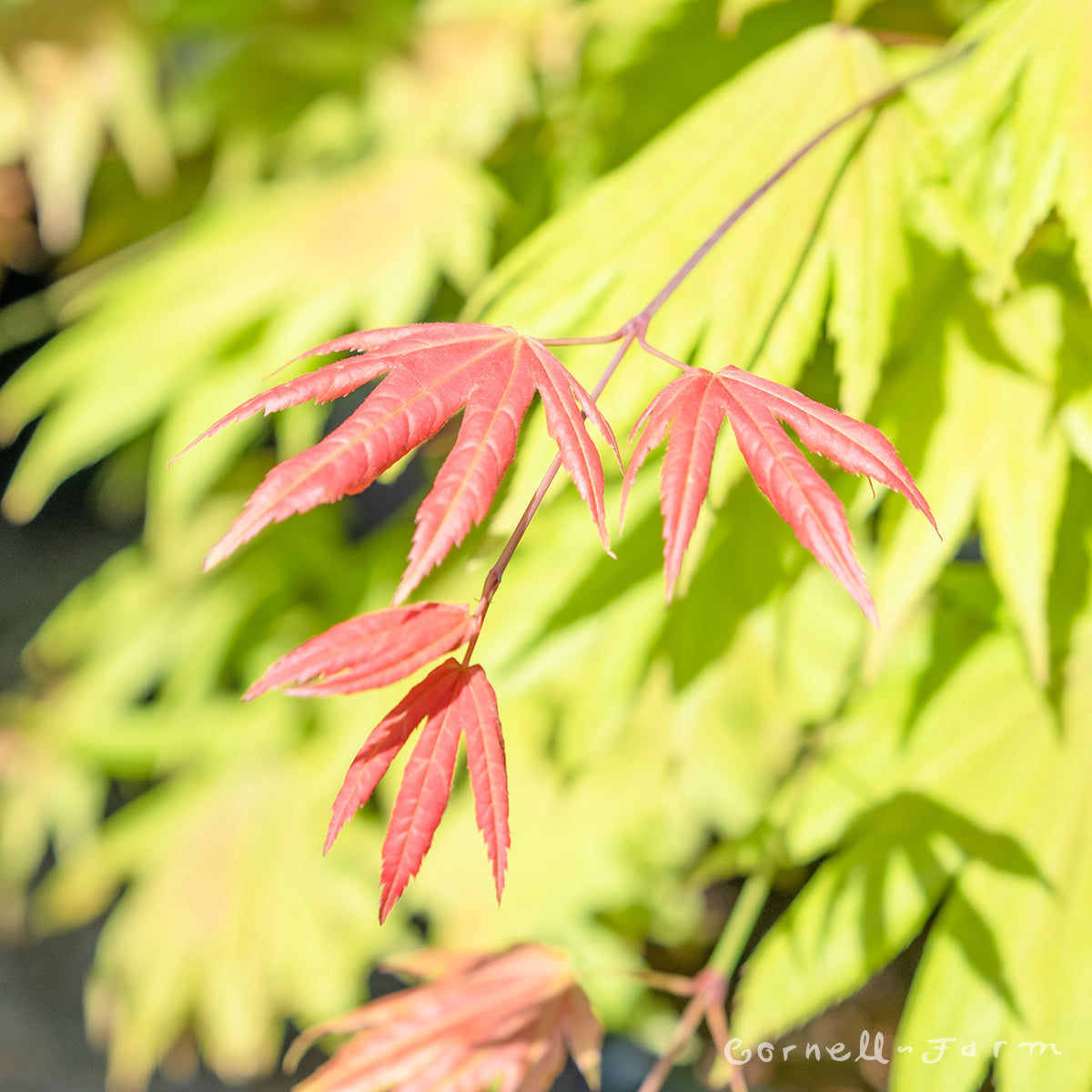 Acer s. Moonrise 10gal Full Moon Maple