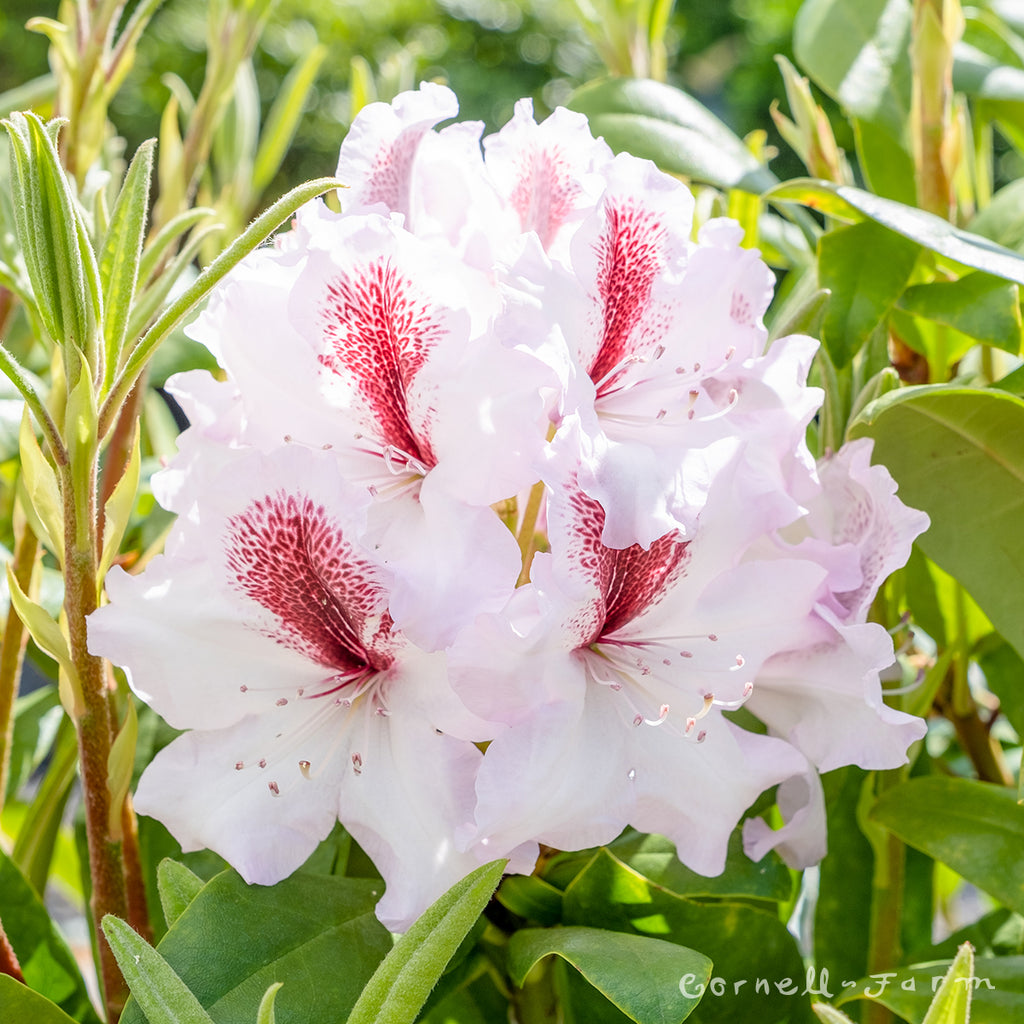 Rhododendron Cyclops 2gal  Cornell Farm